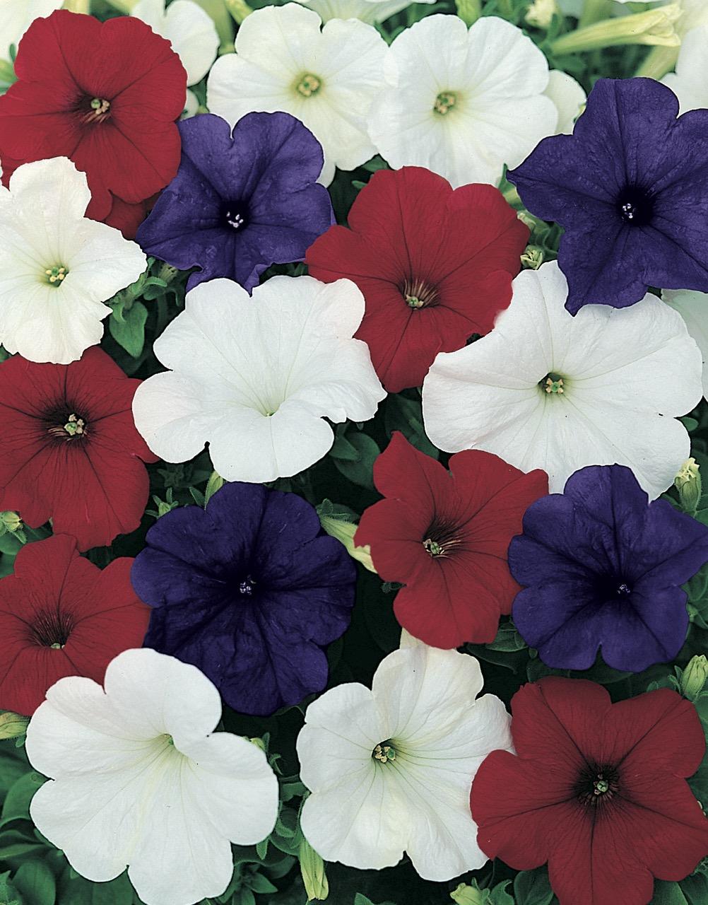 Petunia Headliner Flag Mix - View 1 from www redcrocus com