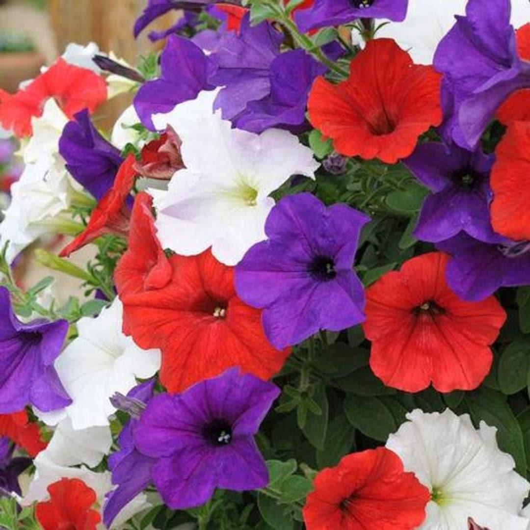 Petunia Headliner Flag Mix - View 2 from www redcrocus com