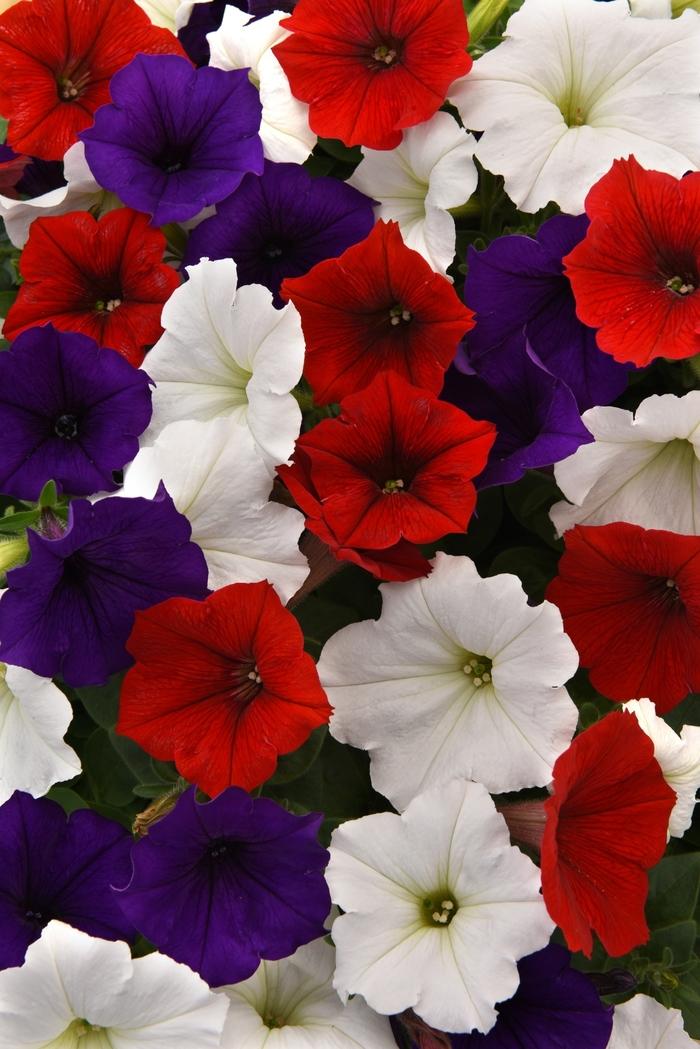 Petunia Headliner Flag Mix - View 3 from www redcrocus com