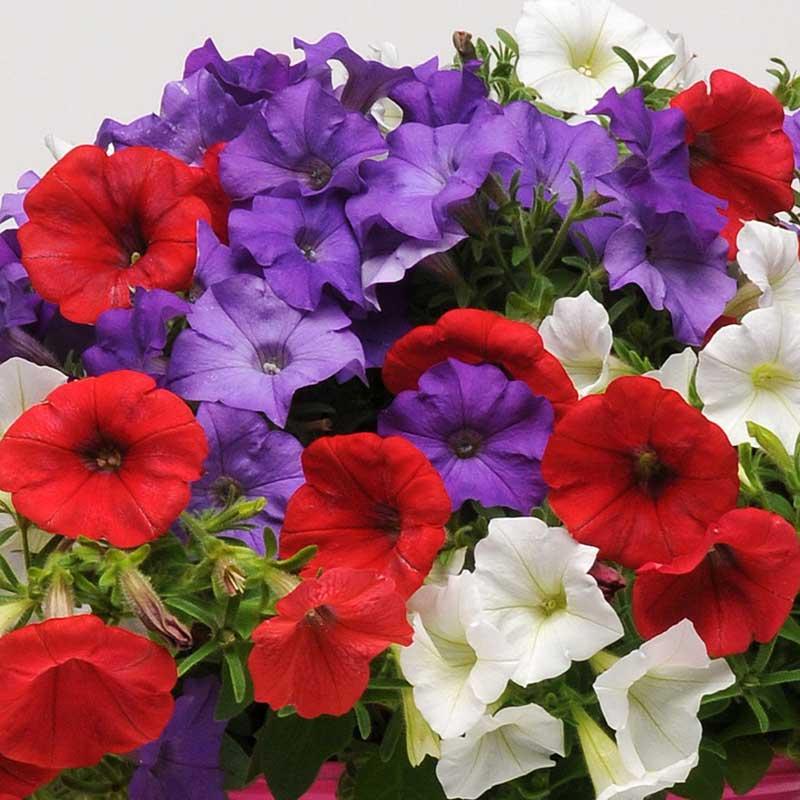 Petunia Headliner Flag Mix - View 5 from www redcrocus com