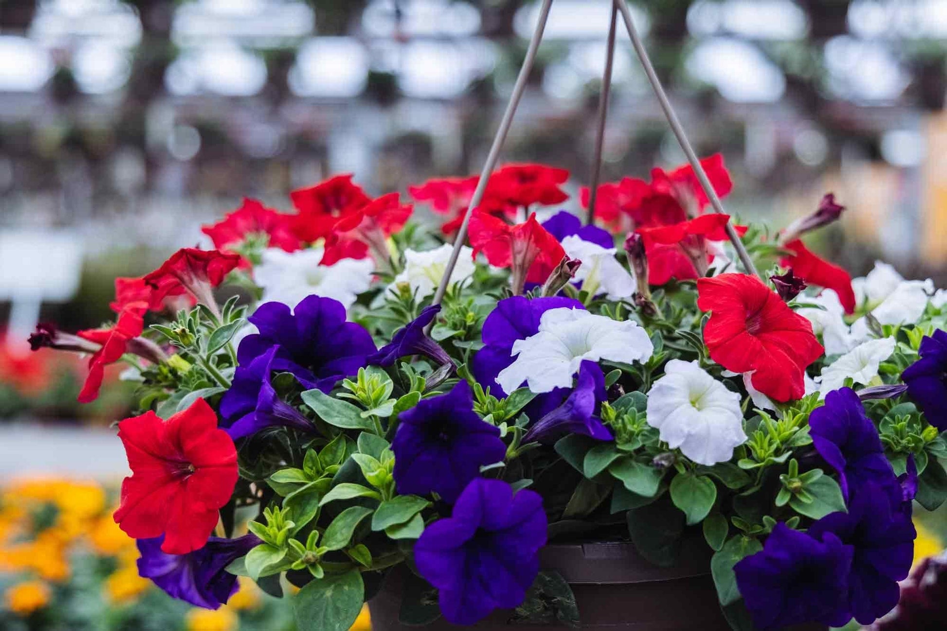 Petunia Headliner Flag Mix - View 7 from www redcrocus com