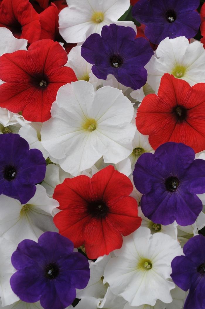 Petunia Headliner Flag Mix - View 8 from www redcrocus com