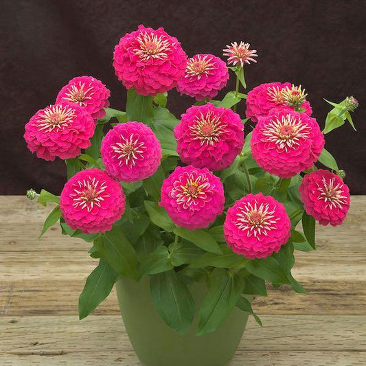 Zinnia Preciosa Mix - View 10 from www redcrocus com