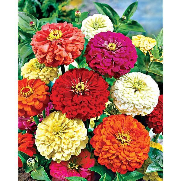 Zinnia Preciosa Mix - View 11 from www redcrocus com