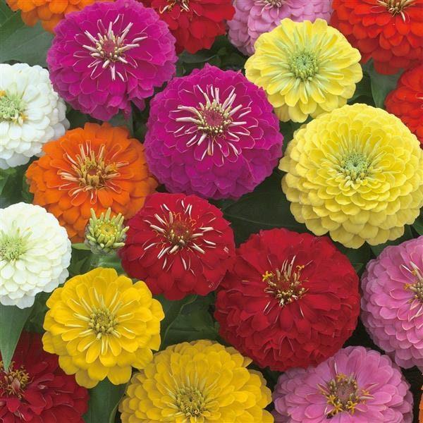 Zinnia Preciosa Mix - View 13 from www redcrocus com