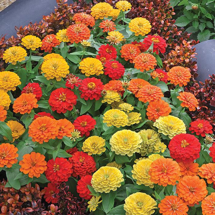 Zinnia Preciosa Mix - View 15 from www redcrocus com