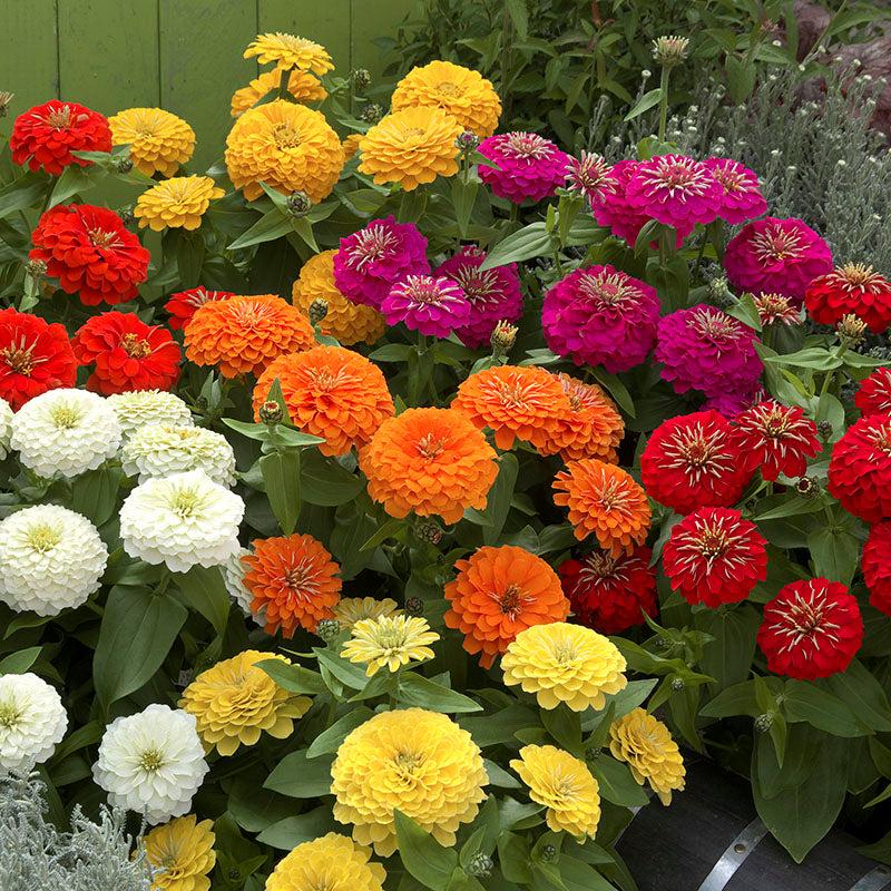 Zinnia Preciosa Mix - View 16 from www redcrocus com