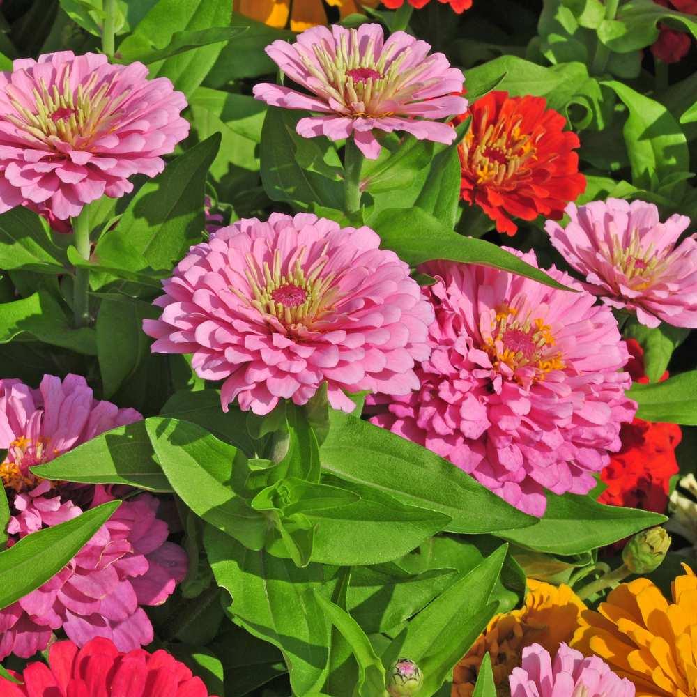 Zinnia Preciosa Mix - View 19 from www redcrocus com