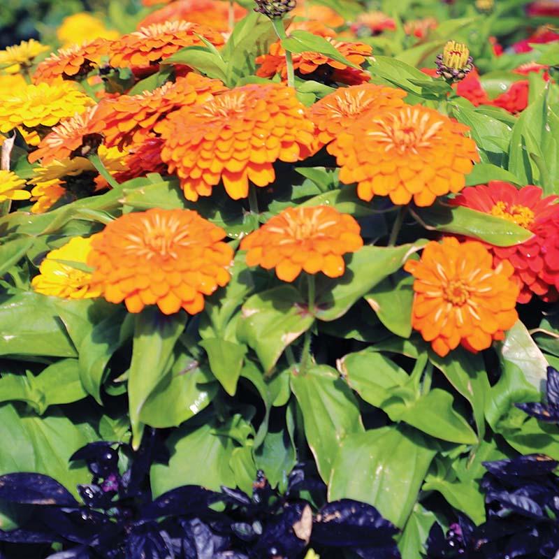 Zinnia Preciosa Mix - View 4 from www redcrocus com