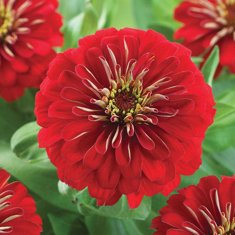 Zinnia Preciosa Mix - View 5 from www redcrocus com