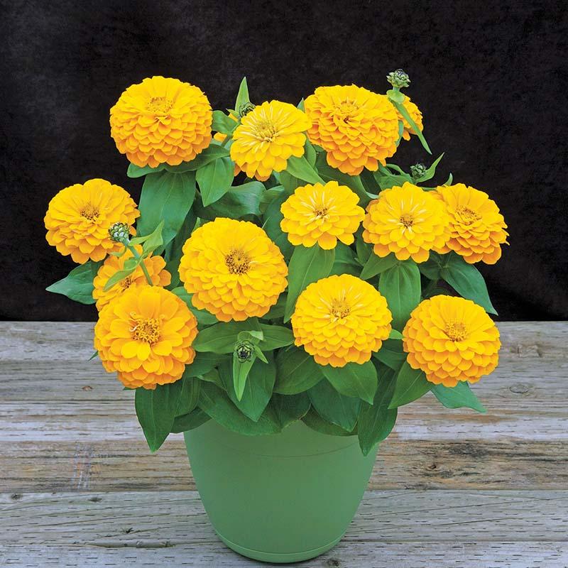 Zinnia Preciosa Mix - View 6 from www redcrocus com
