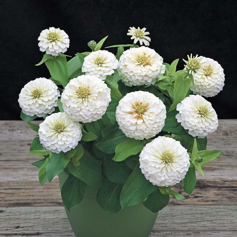 Zinnia Preciosa Mix - View 7 from www redcrocus com