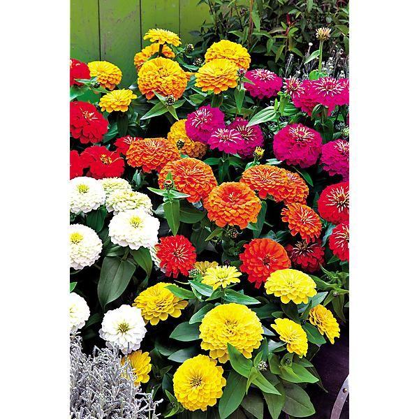 Zinnia Preciosa Mix - View 8 from www redcrocus com