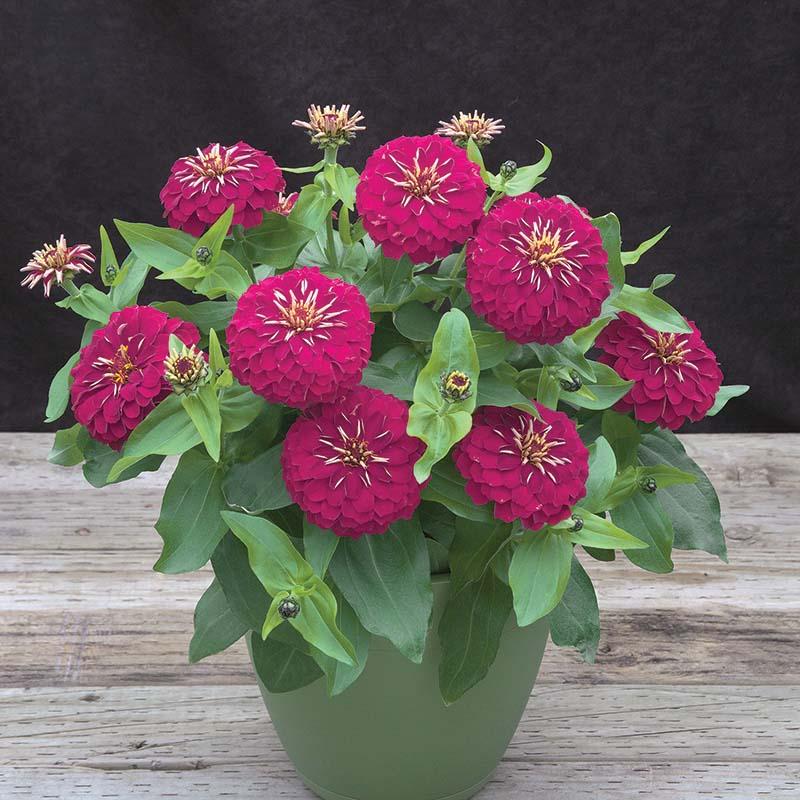 Zinnia Preciosa Mix - View 9 from www redcrocus com