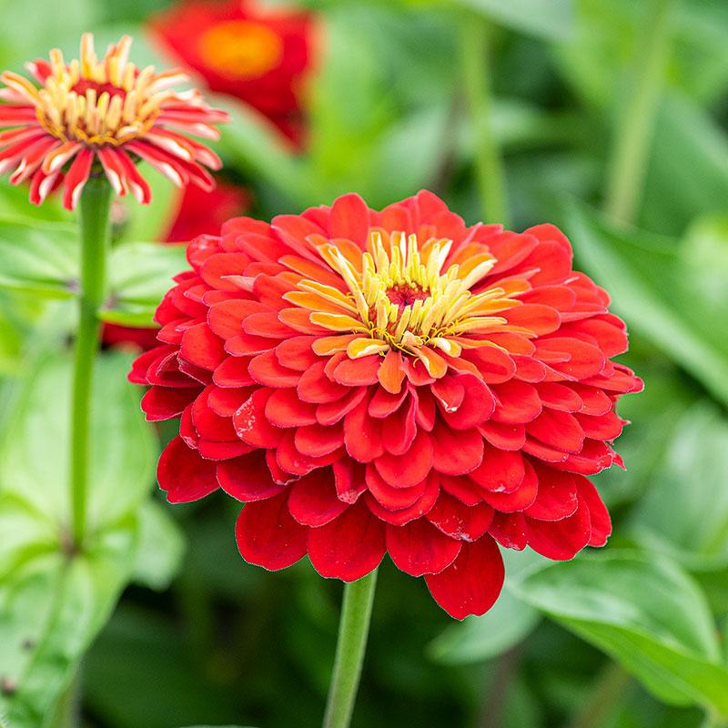 Zinnia Preciosa Scarlet - View 10 from www redcrocus com