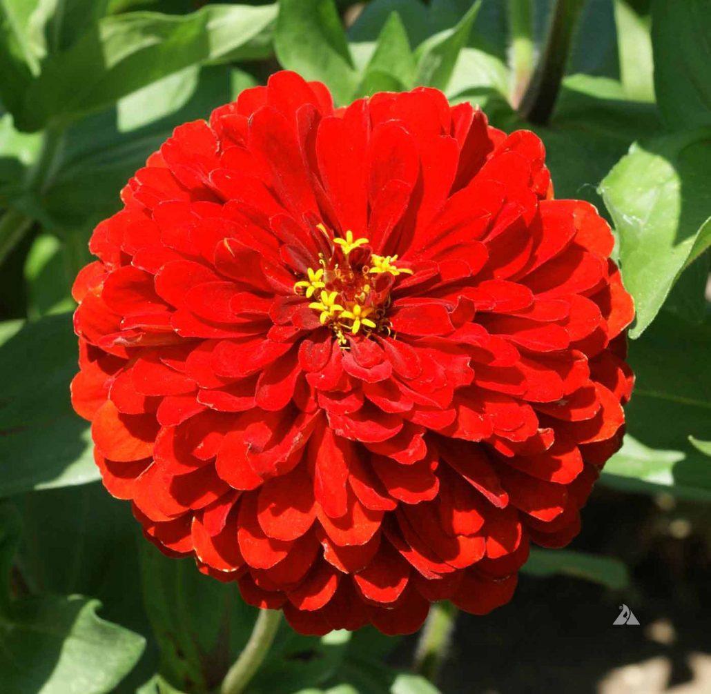 Zinnia Preciosa Scarlet - View 13 from www redcrocus com