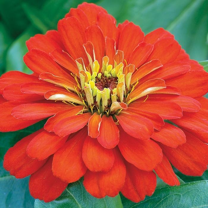 Zinnia Preciosa Scarlet - View 14 from www redcrocus com