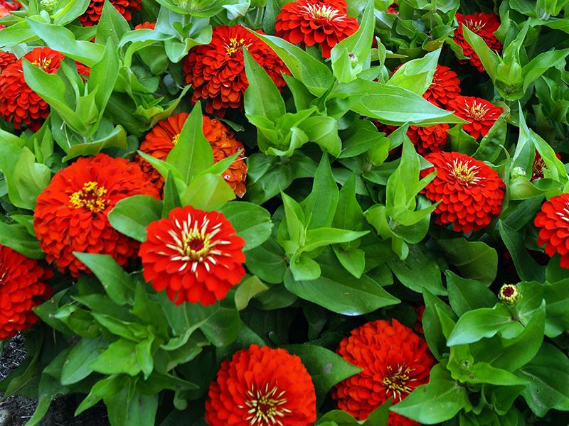 Zinnia Preciosa Scarlet - View 15 from www redcrocus com