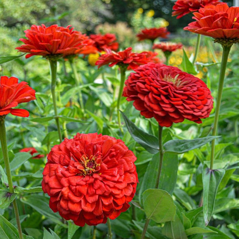 Zinnia Preciosa Scarlet - View 16 from www redcrocus com