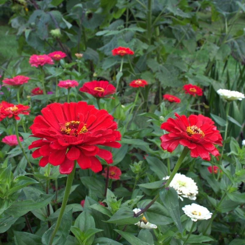 Zinnia Preciosa Scarlet - View 18 from www redcrocus com