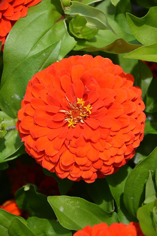 Zinnia Preciosa Scarlet - View 1 from www redcrocus com