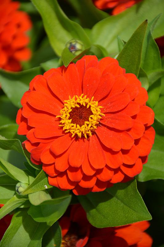 Zinnia Preciosa Scarlet - View 3 from www redcrocus com