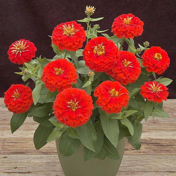 Zinnia Preciosa Scarlet - View 5 from www redcrocus com