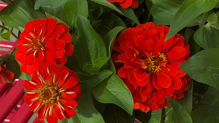 Zinnia Preciosa Scarlet - View 6 from www redcrocus com