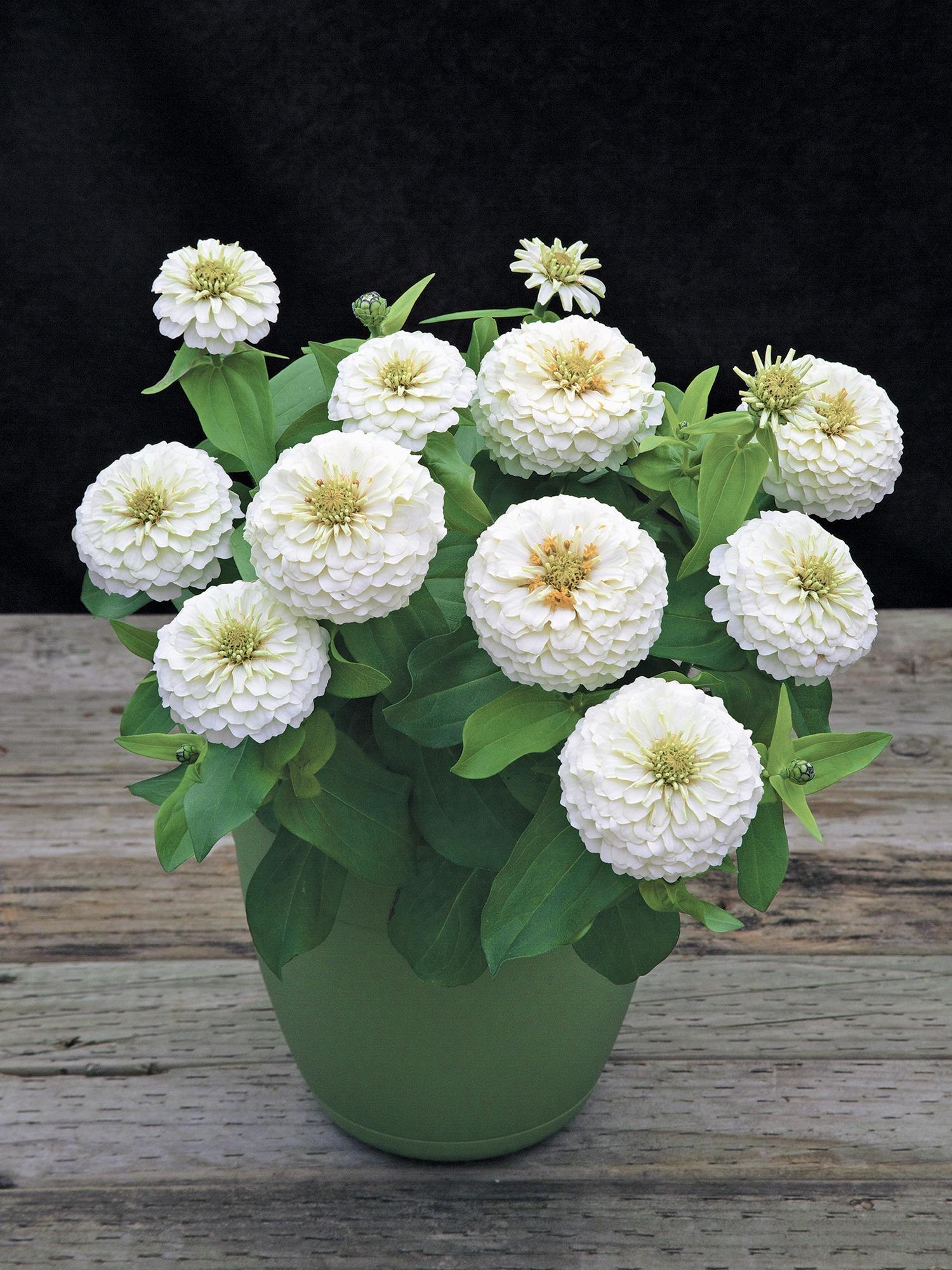 Zinnia Preciosa Scarlet - View 7 from www redcrocus com