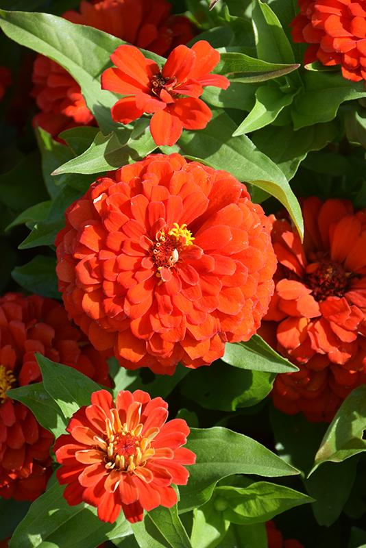 Zinnia Preciosa Scarlet - View 8 from www redcrocus com