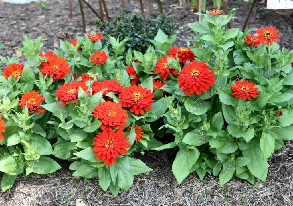 Zinnia Preciosa Scarlet - View 9 from www redcrocus com