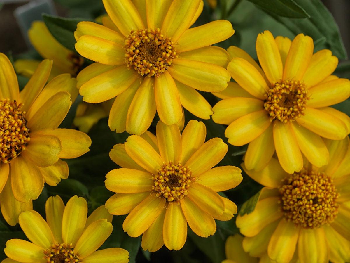 Zinnia Preciosa Yellow - View 11 from www redcrocus com