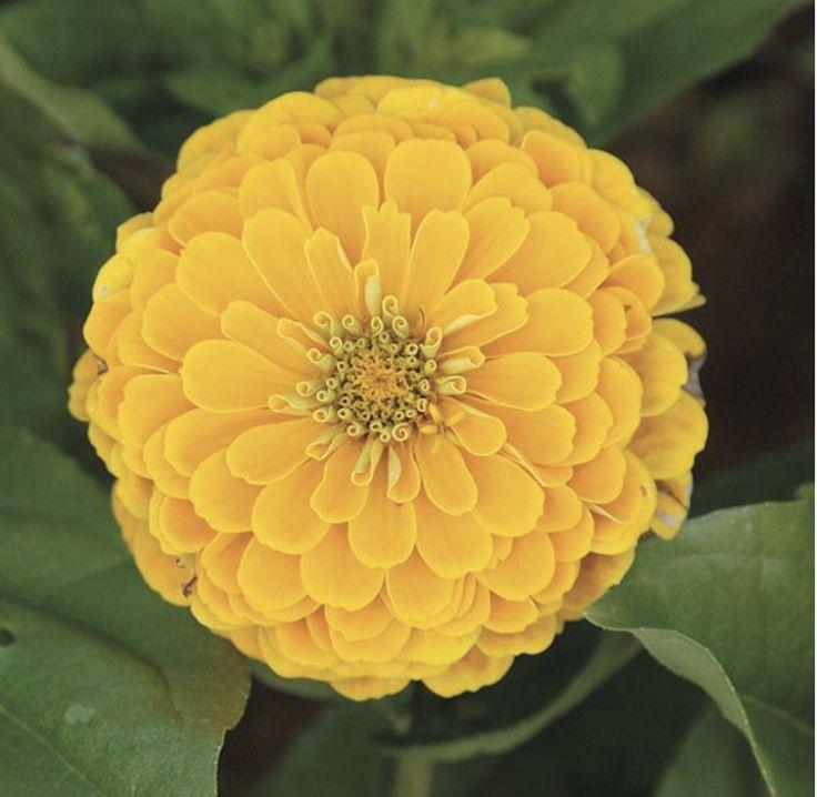 Zinnia Preciosa Yellow - View 12 from www redcrocus com