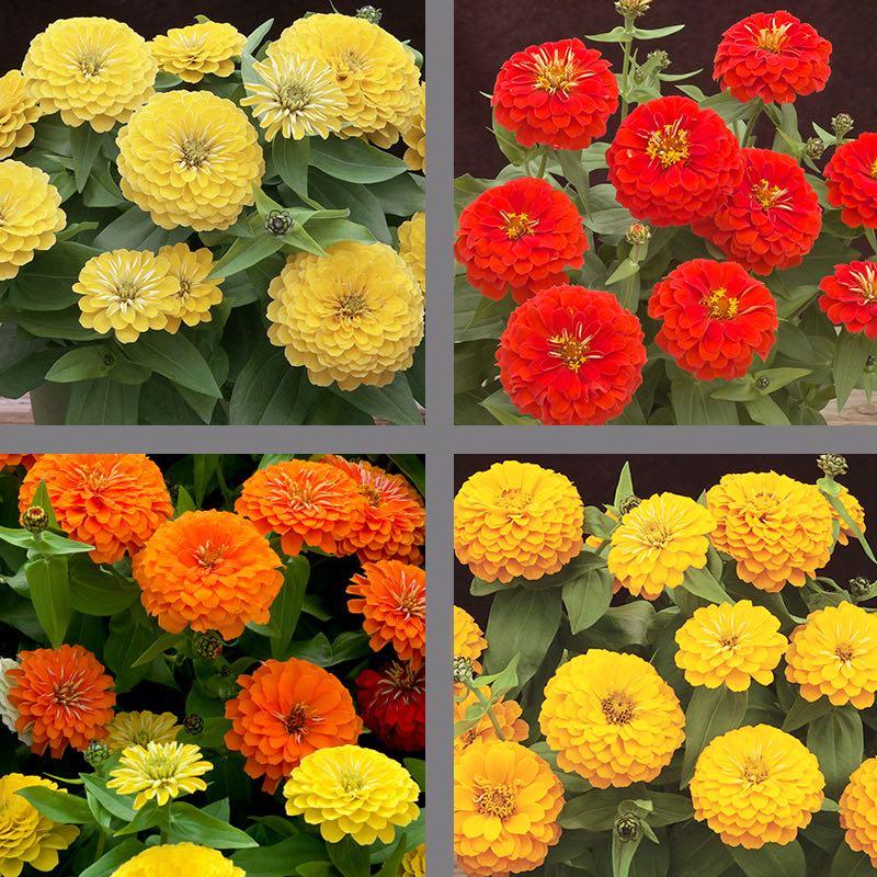 Zinnia Preciosa Yellow - View 13 from www redcrocus com