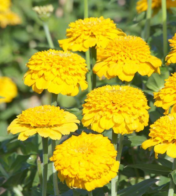 Zinnia Preciosa Yellow - View 14 from www redcrocus com