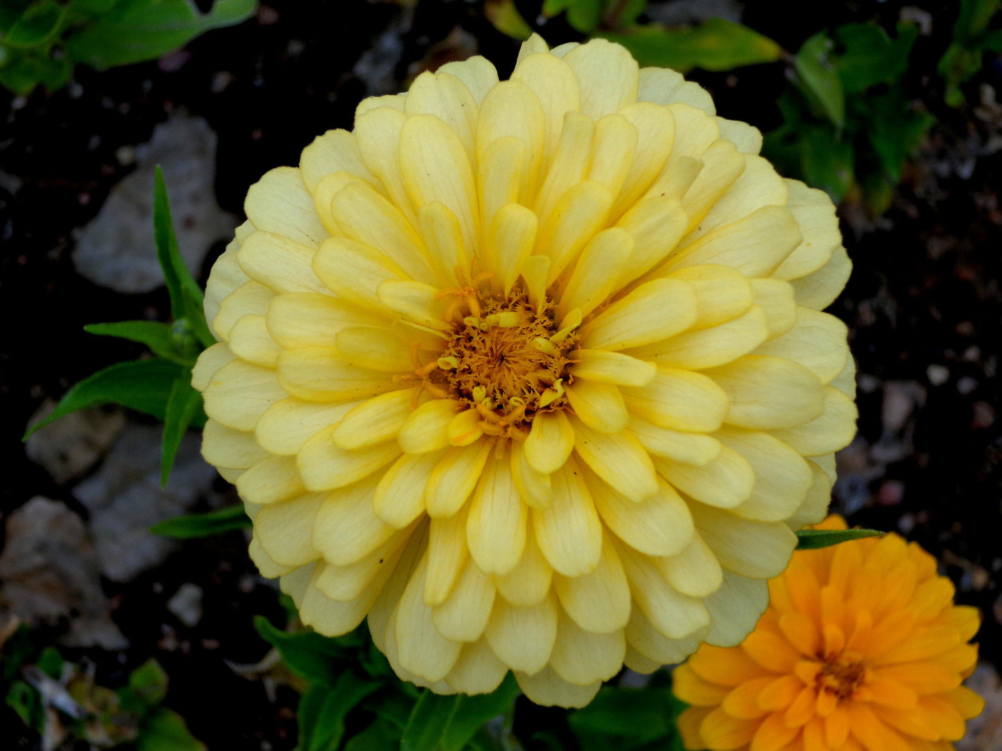 Zinnia Preciosa Yellow - View 16 from www redcrocus com