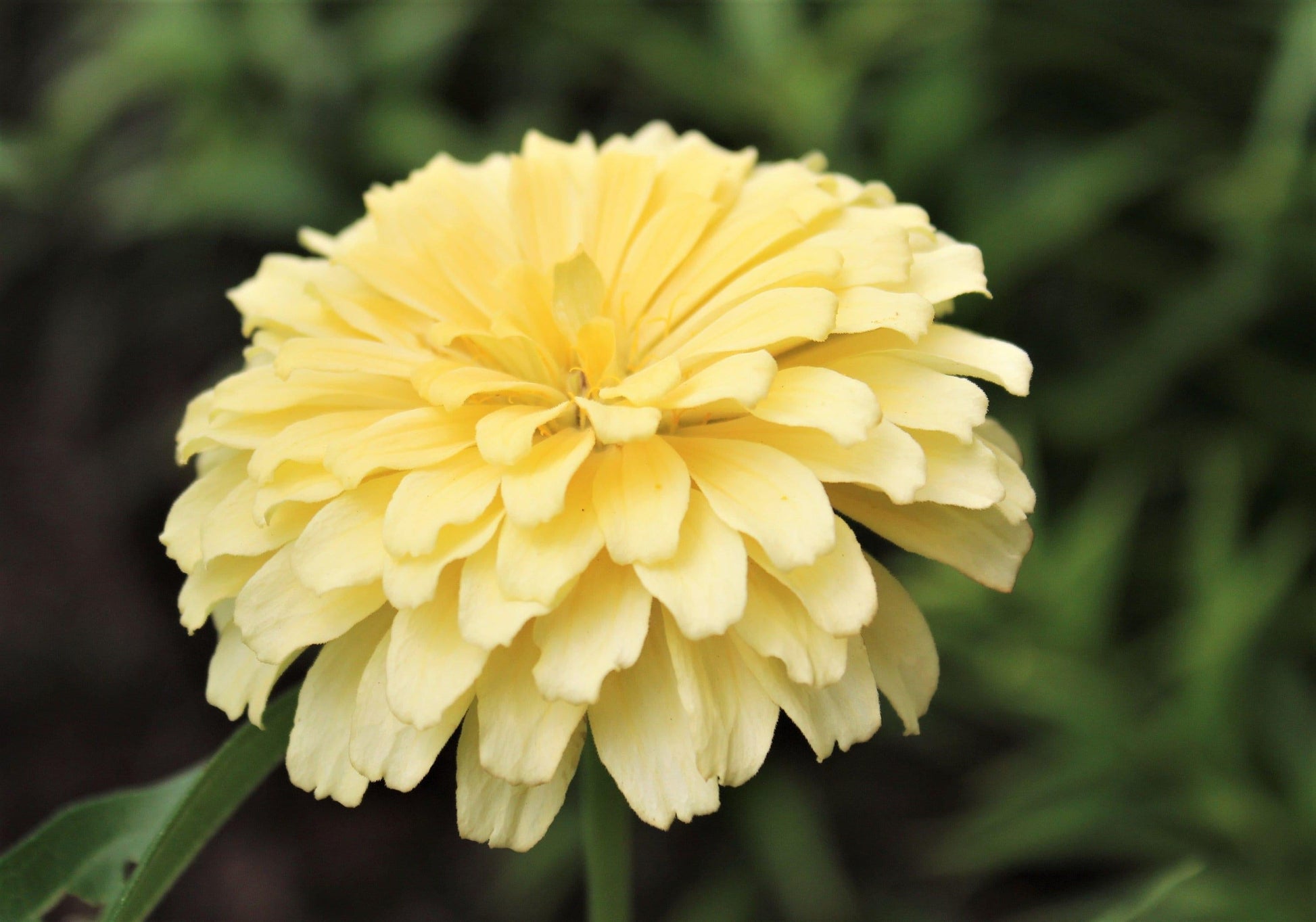 Zinnia Preciosa Yellow - View 17 from www redcrocus com