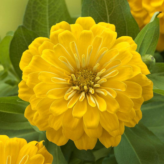 Zinnia Preciosa Yellow - View 1 from www redcrocus com