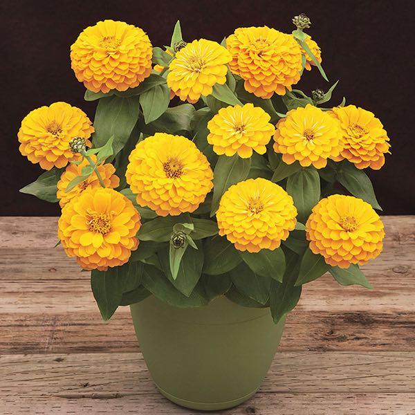 Zinnia Preciosa Yellow - View 2 from www redcrocus com