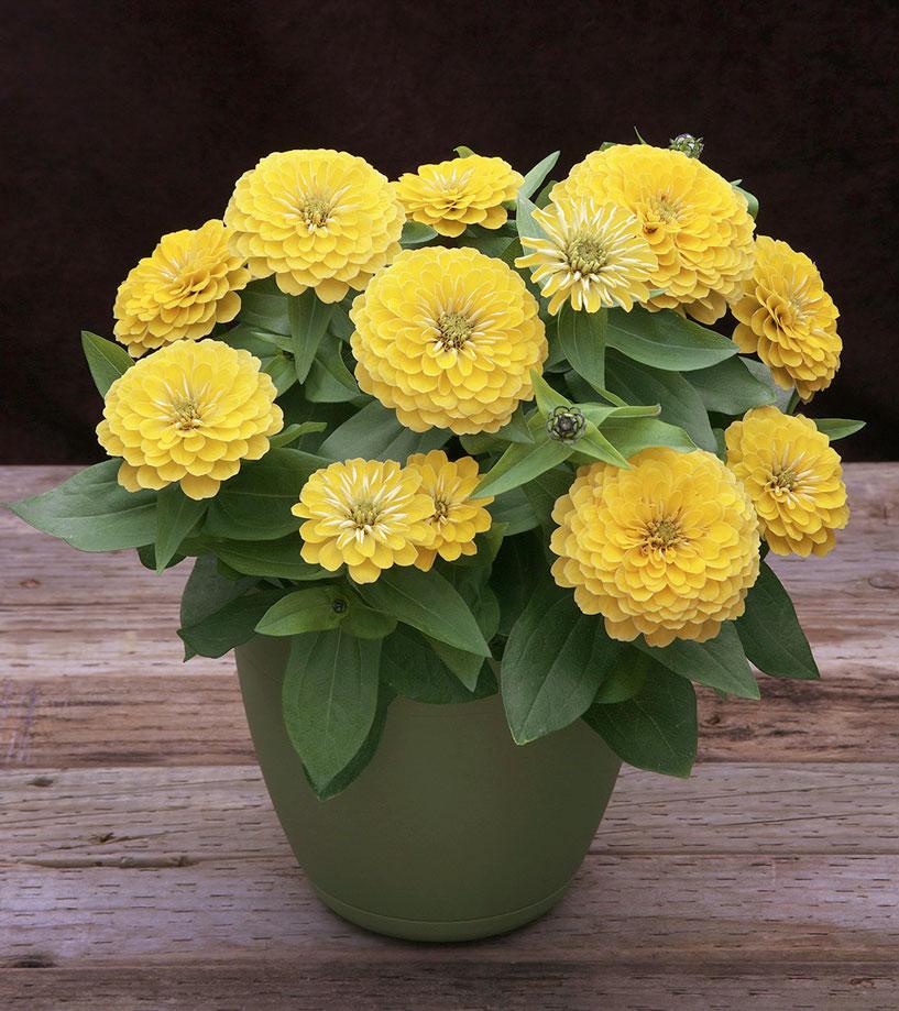 Zinnia Preciosa Yellow - View 3 from www redcrocus com