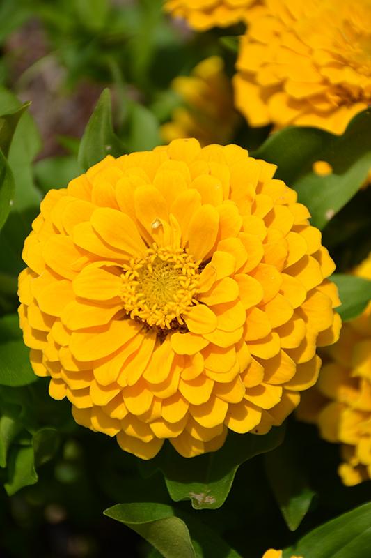Zinnia Preciosa Yellow - View 4 from www redcrocus com