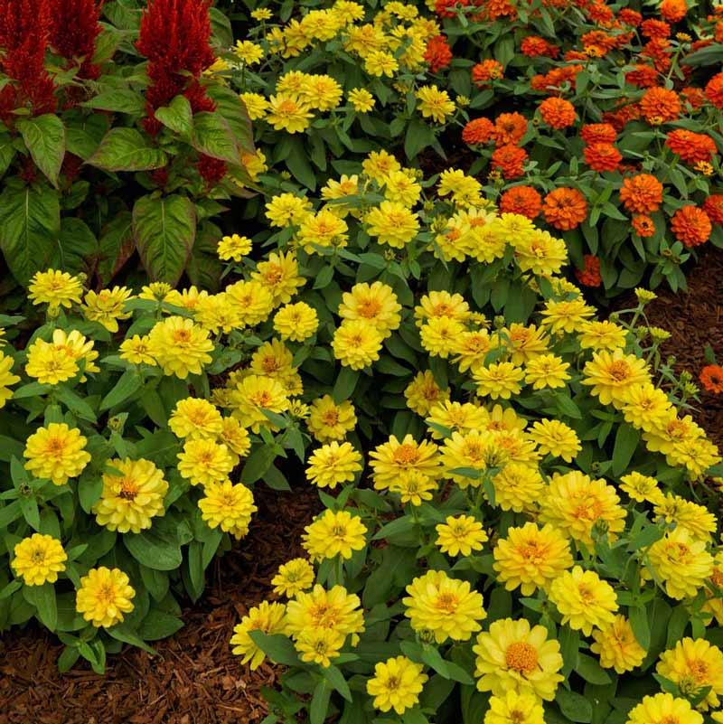 Zinnia Preciosa Yellow - View 6 from www redcrocus com