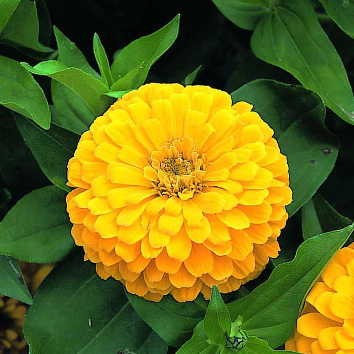 Zinnia Preciosa Yellow - View 8 from www redcrocus com