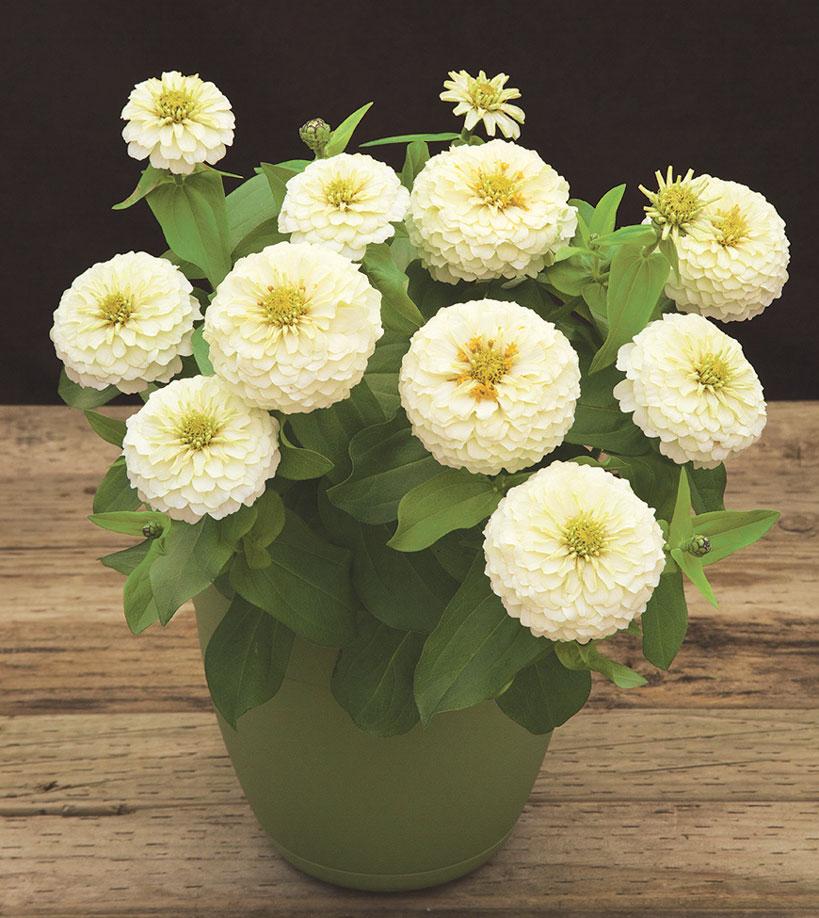 Zinnia Preciosa Yellow - View 9 from www redcrocus com
