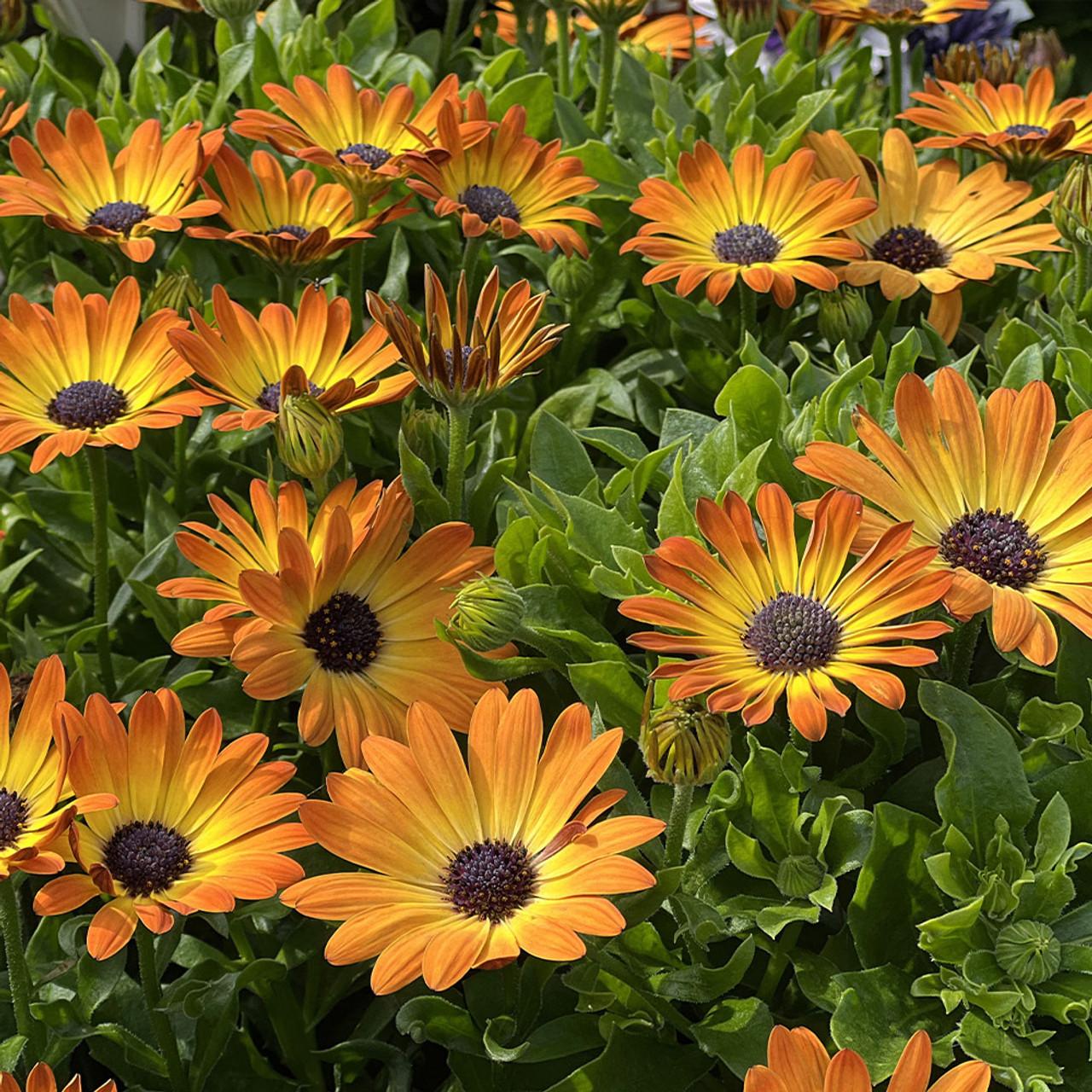 Osteospermum Sunshine Beauty - View 10 from www redcrocus com