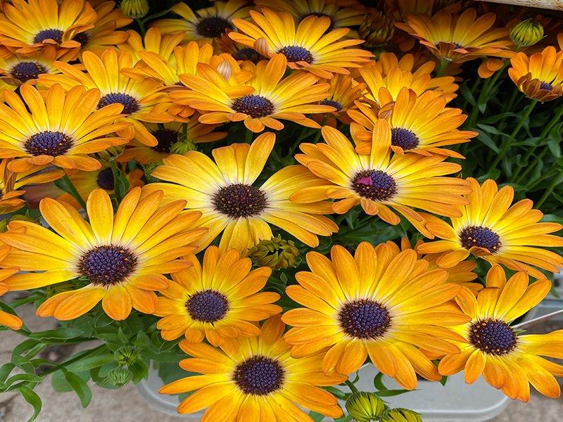 Osteospermum Sunshine Beauty - View 11 from www redcrocus com