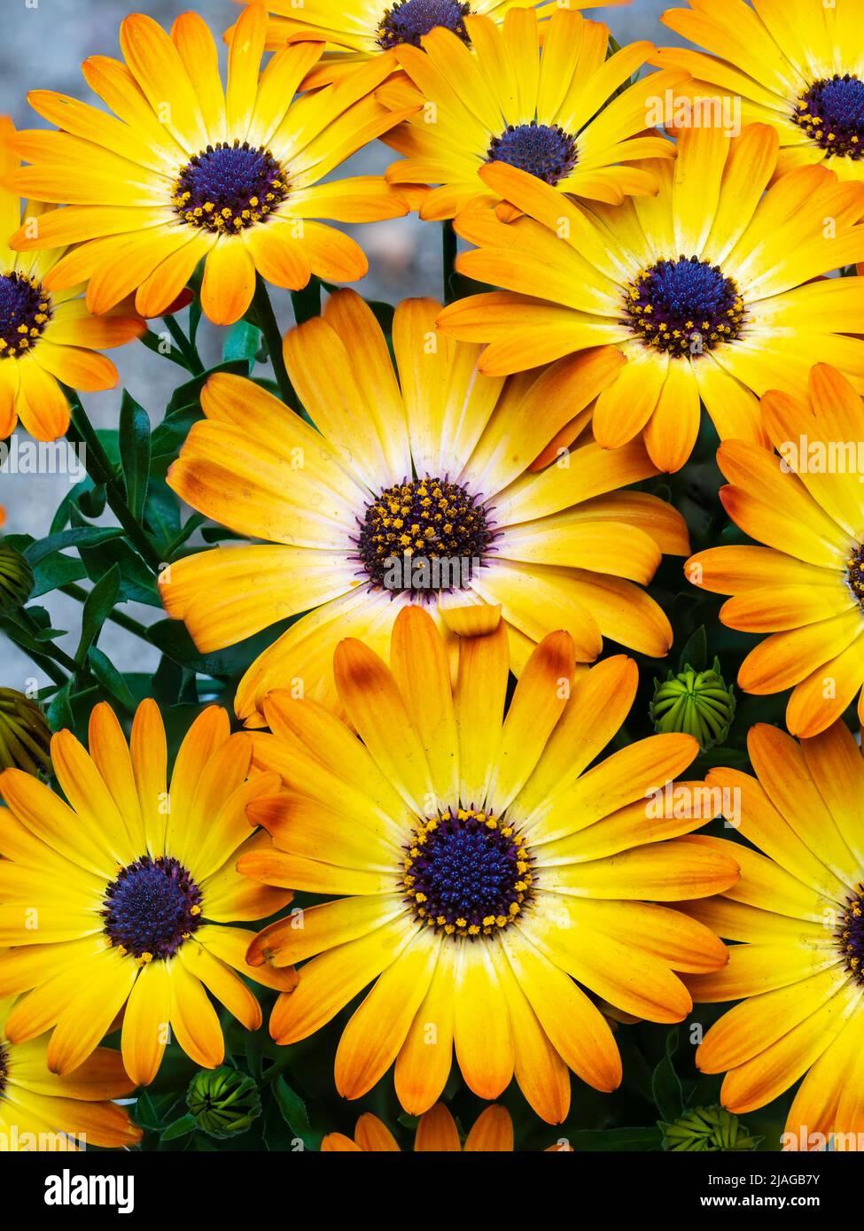 Osteospermum Sunshine Beauty - View 13 from www redcrocus com