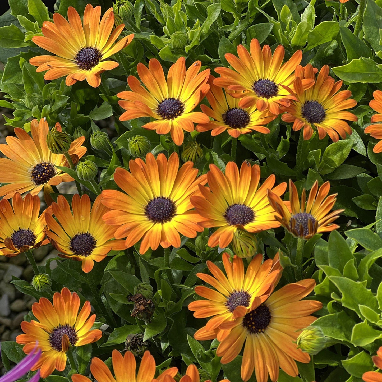 Osteospermum Sunshine Beauty - View 14 from www redcrocus com