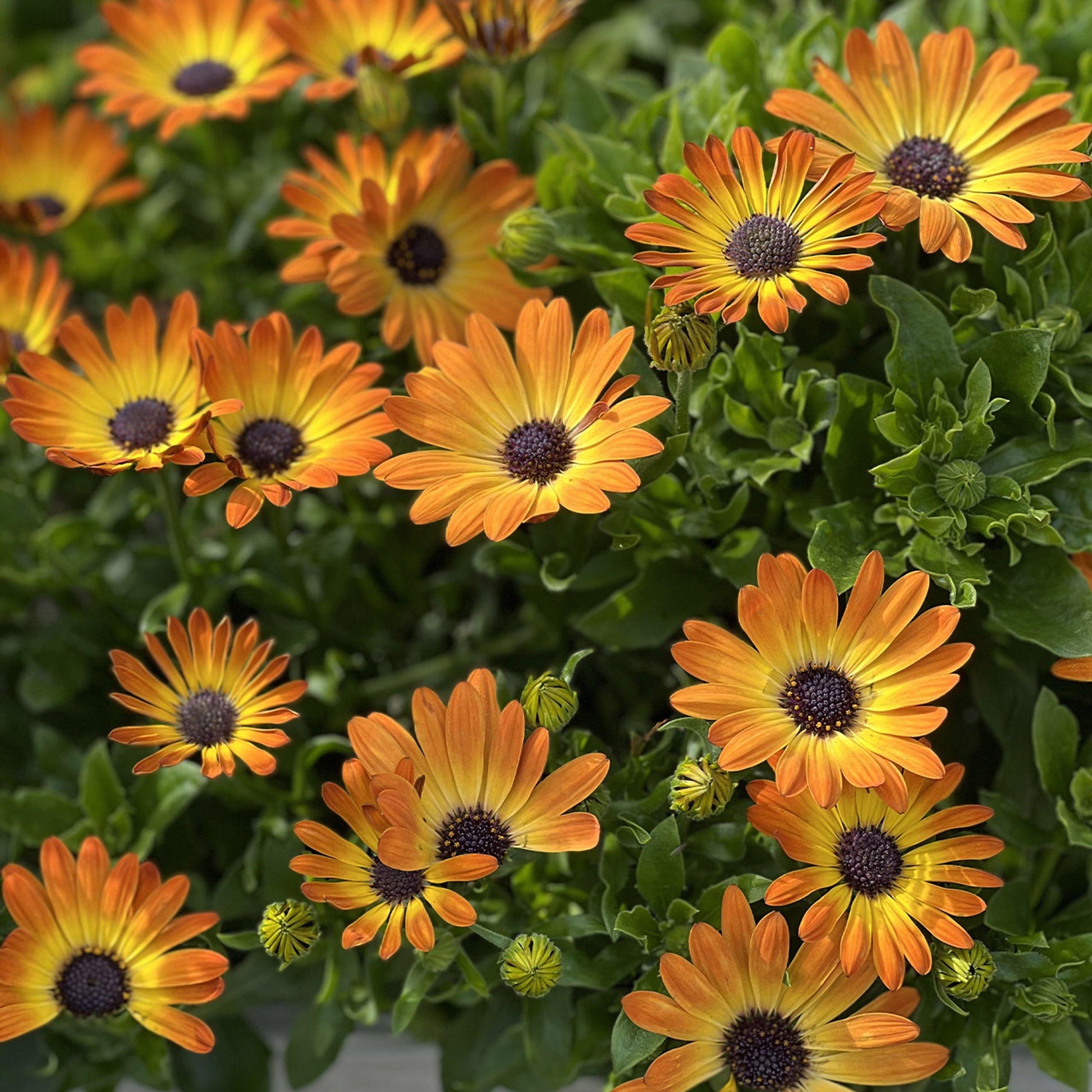 Osteospermum Sunshine Beauty - View 16 from www redcrocus com