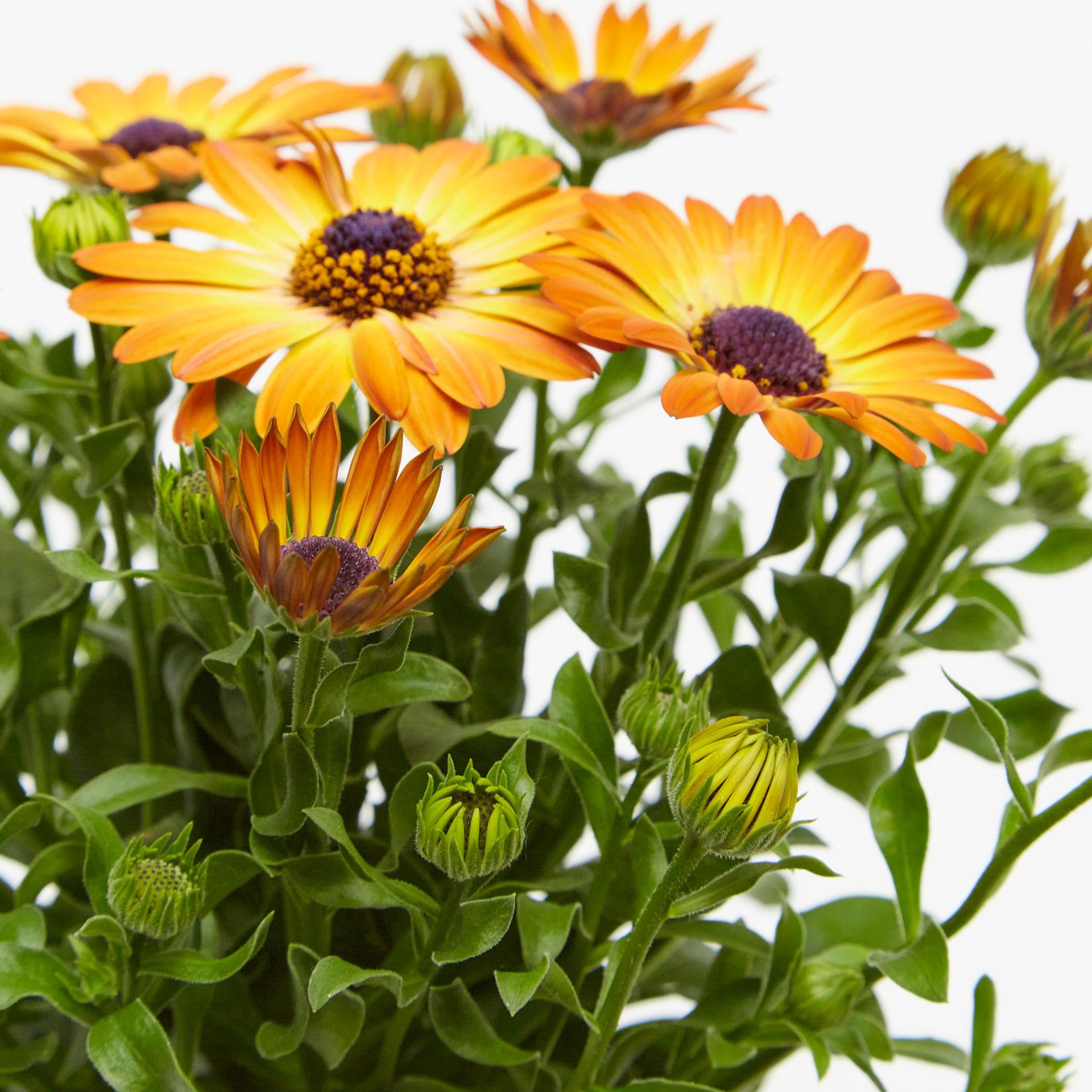 Osteospermum Sunshine Beauty - View 17 from www redcrocus com